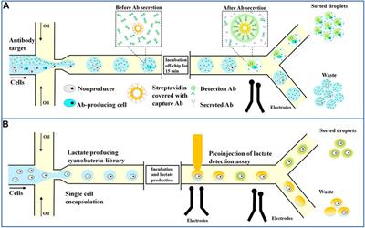 Droplets microfluidics platform—A tool for single cell research
